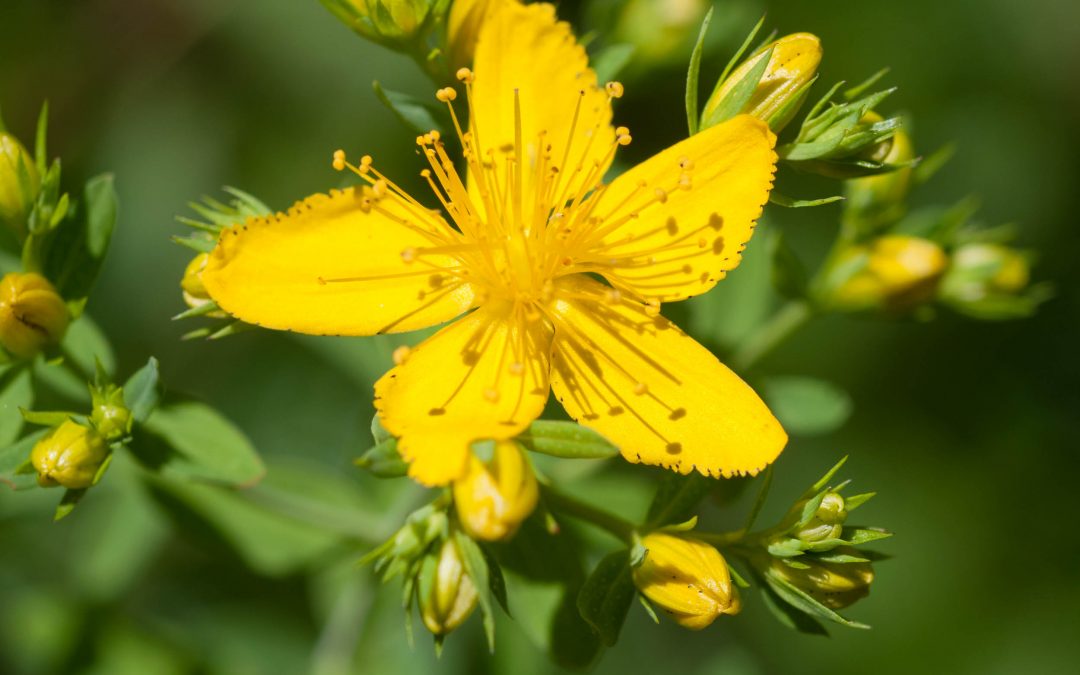 Hypericum perforatum aneb jak na zhmožděniny