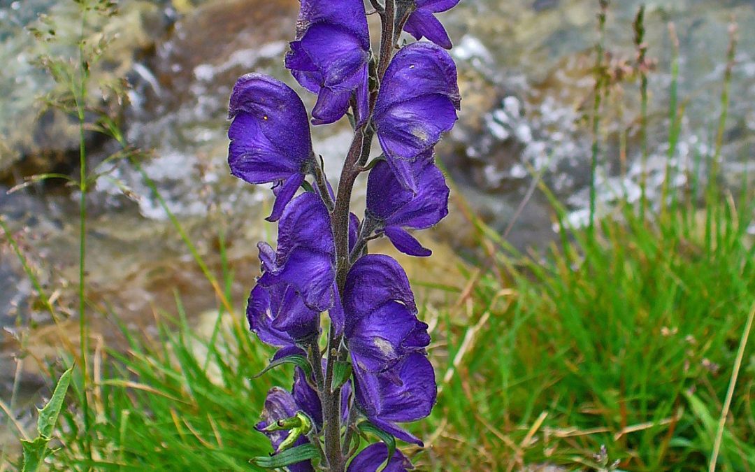 Aconitum napellus – povinná výbava každé domácí lékárničky