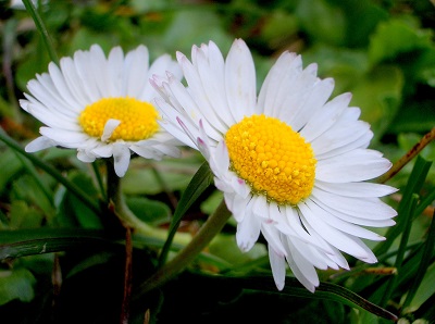 Bellis perennis – Jak vás může zachránit Sedmikráska