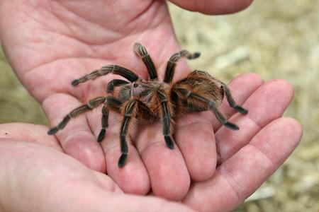Tarentula cubensis – pavouk na štípance